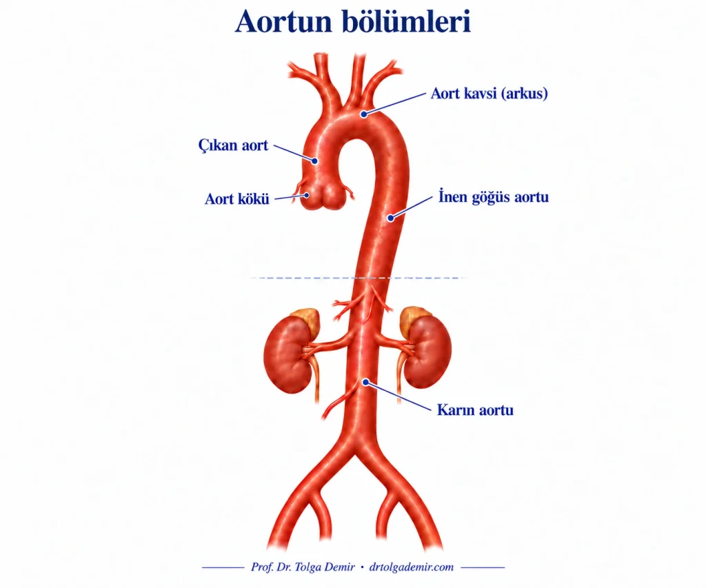 Aort kökü, çıkan aort, aort kavsi, inen göğüs aortu ve karın aortunun anatomik yerleşimi.